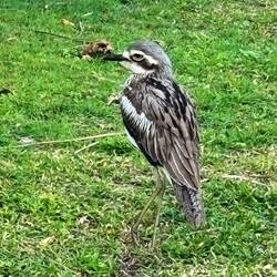 Here's the noisy bastard! Curlew! Andrew said he'd like to wring their necks! Hehe he didn't!
