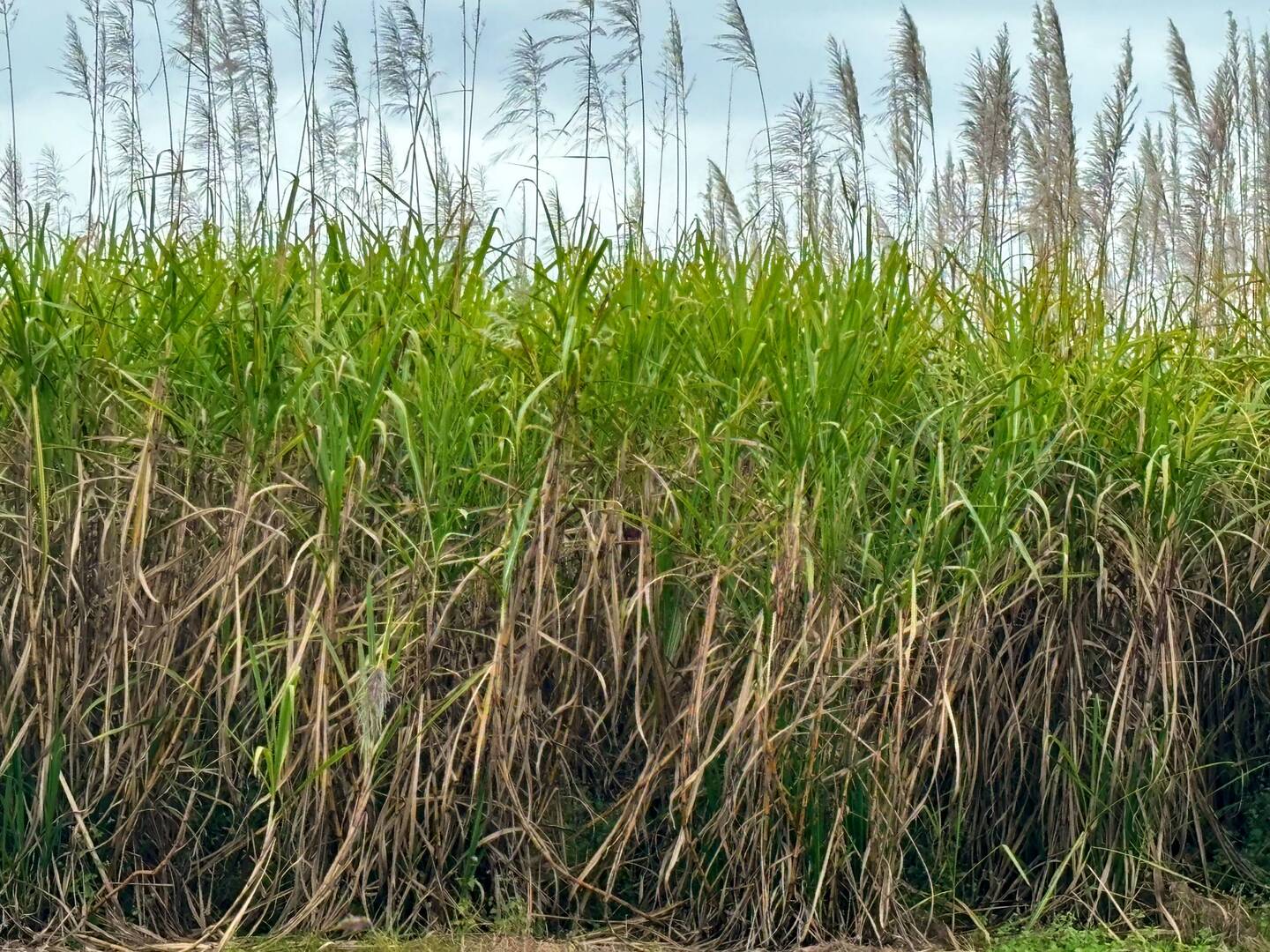 Sugar cane country. No more burning. It's cut green!