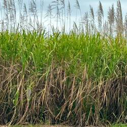 Sugar cane country. No more burning. It's cut green!