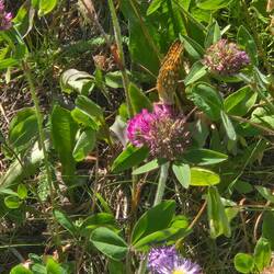A butterfly on flowers