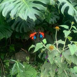 Franks photo of the day. A beautiful butterfly