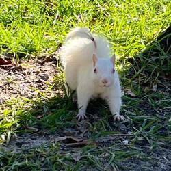 Hat vor lauter Schreck seine Fellfarbe verloren