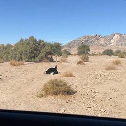 Schritt 1: Wildes Tier finden...