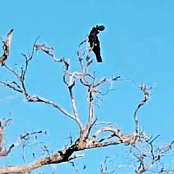 Black Cockatoo