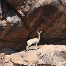 Dabei sehen wir auch das Tier... Eine gewisse Ähnlichkeit zum Joker ist da
