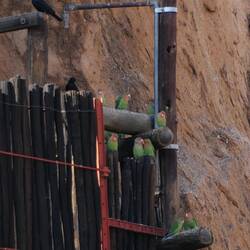 Unser Papageienschwarm 💚