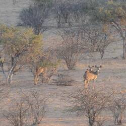 Die Kudu-Familie beobachtet uns
