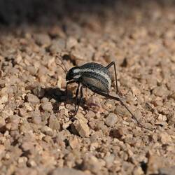 Stenocara gracilipes mit seinen langen Beinen, die Abstand zum heißen Boden schaffen