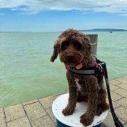 Daisy the poseur