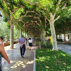 Platinum Hispanic trees. I love the arbor they create.