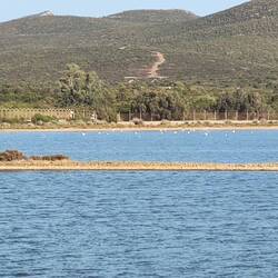 Laguna con fenicotteri