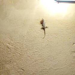 Esemplare di geco sardo fotografato da Marta al ristorante, fortunatamente lontano dal nostro tavolo