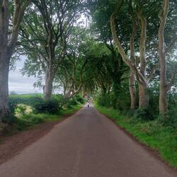 Dark Hedges