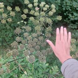 Überdimensionale Blumen