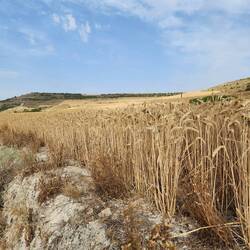 The path was below the wheat field