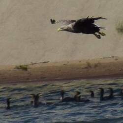 Seeadler