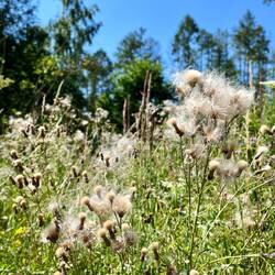 ..und verblüten Ackerkratzdisteln.