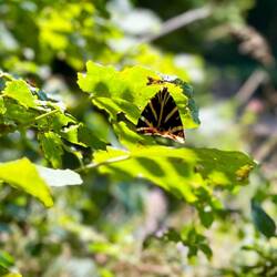 Am Weg zurück kreuzen sich die Wege des Russischen Bärs..