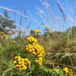 ..in die Natur und finde mich wieder zwischen dem gelbfarbenen Rainfarn..