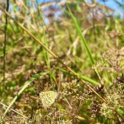 ..und dem Braunen Feuerfalter.