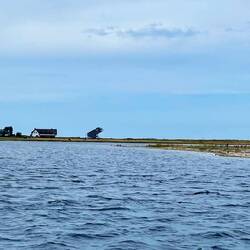 Graswarder mit Kühen und Vögeln