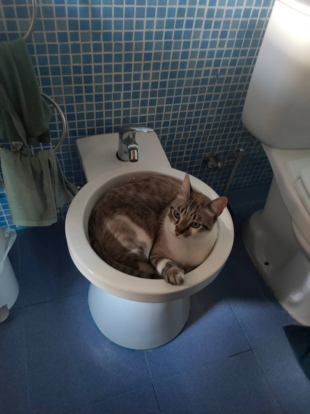 Die Katzen vom AIRBNB 😊😆
