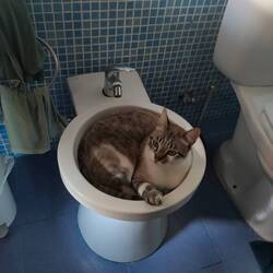 Die Katzen vom AIRBNB 😊😆