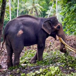 Tusker at his bed @ Millennium Elephant Foundation — Kegalle District, Sri Lanka.
