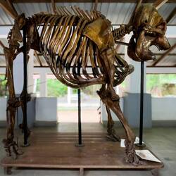 Asian elephant skeleton @ Millennium Elephant Foundation — Kegalle District, Sri Lanka.