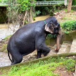 Pooja heading up after her bath @ Millennium Elephant Foundation — Kegalle District, Sri Lanka.