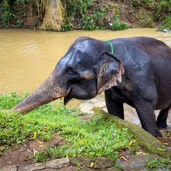 Pooja sneaking a snack @ Millennium Elephant Foundation — Kegalle District, Sri Lanka.