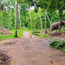 Millennium Elephant Foundation — Kegalle District, Sri Lanka.