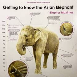 Info panel @ Millennium Elephant Foundation museum — Kegalle District, Sri Lanka.