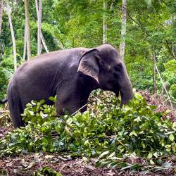 Millennium Elephant Foundation — Kegalle District, Sri Lanka.
