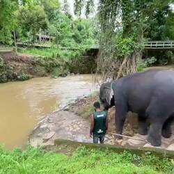 Bath time for Pooja @ Millennium Elephant Foundation — Kegalle District, Sri Lanka.