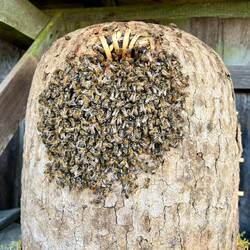 Darauf freuen sich auch die Bienen, die hier in Körben speziellen Heidehonig produzieren 🐝