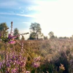 Die Besenheide ist die große Berühmtheit der Region,..