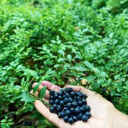 Ich sammle mir hingegen eine Hand voll Heidelbeeren für das spätere Frühstück.