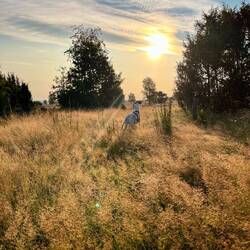 ..ruhigen Morgen in der Heide.