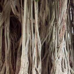 Love these trees around Townsville.