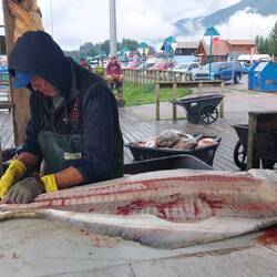 Halibut