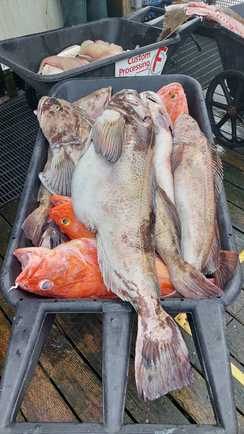 Catch of the Day