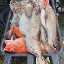 Catch of the Day