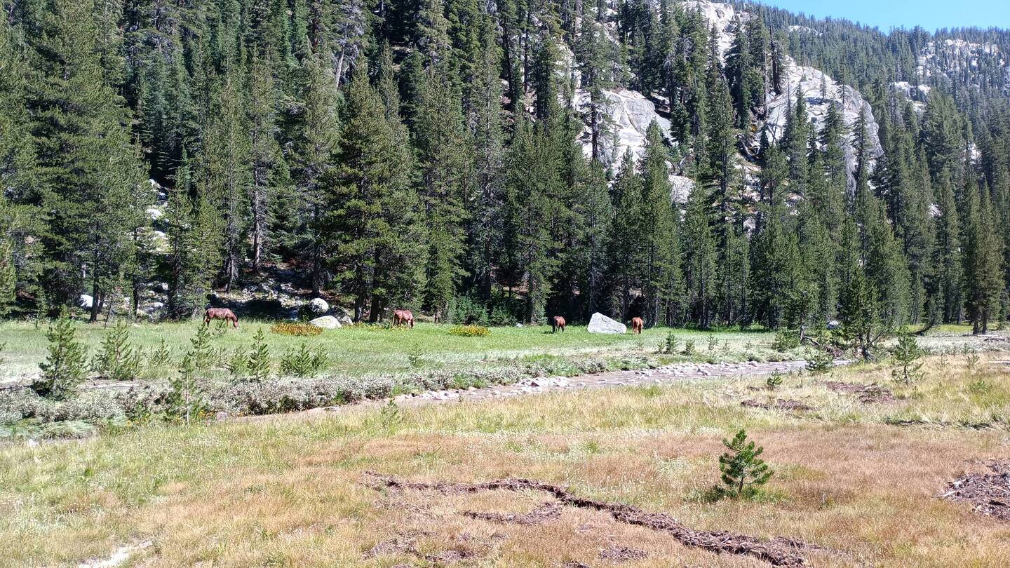 Man trifft immer Mal wieder auf Pferde und Muli Trecks