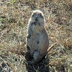 Prairie dog posing for pictures
