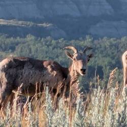 Bighorn sheep