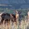 Bighorn sheep