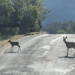 Deer