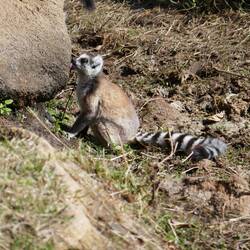 Der Lehm wird abgeleckt, um Gift aus den Pflanzen, die sie fressen, zu neutralisieren.