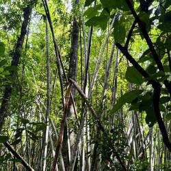 Khao Sok Nationalpark